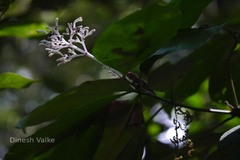 Chassalia curviflora var. ophioxyloides